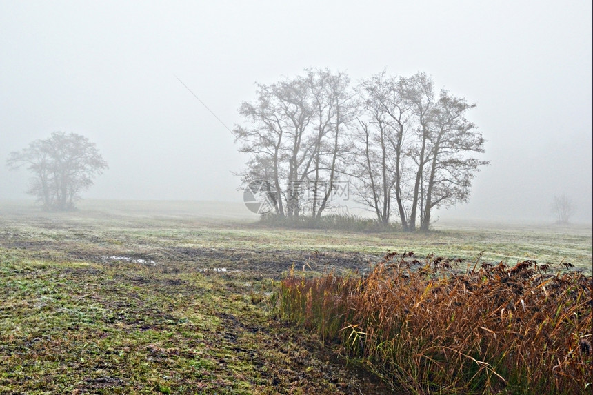 自然安静草在荷兰瓦塞纳尔的Lentevreugd雾中图片