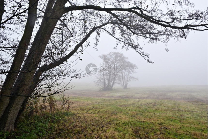 在荷兰瓦塞纳尔的Lentevreugd雾中景观树木多雾路段图片
