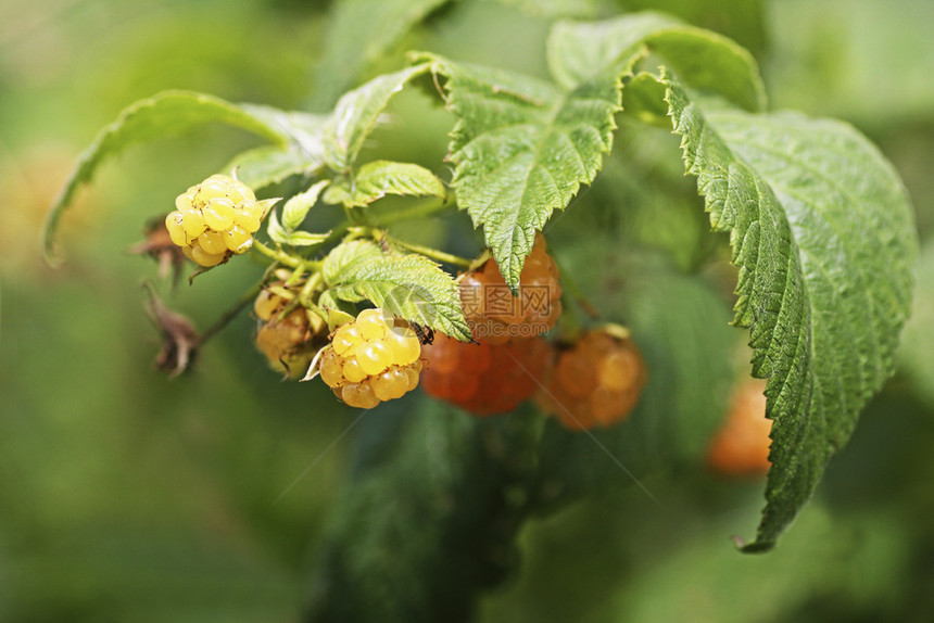 山莓自然食物黄色覆盆子成熟的覆盆子在灌木树枝上特写图片