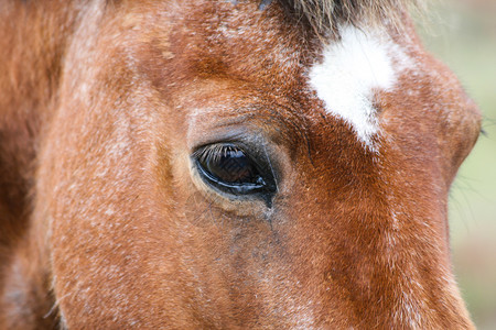 穿透接触在冰岛以马的眼神注视着他棕色的图片
