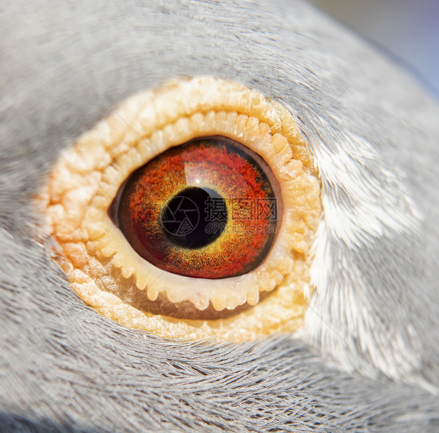 荒野生动物飞鸽鸟的眼里有详细节身体图片
