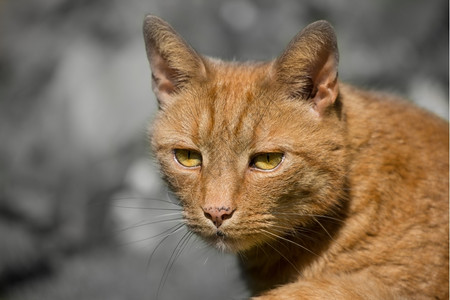 警报宠物姜汤姆猫绿眼睛的家养说谎图片