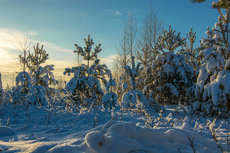 日光森林雪景图片