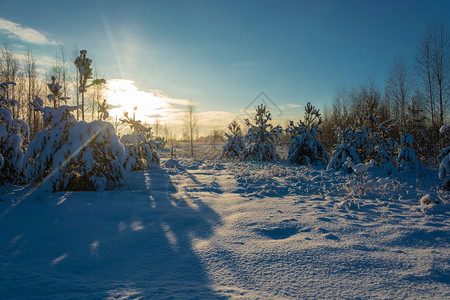 日光森林雪景图片