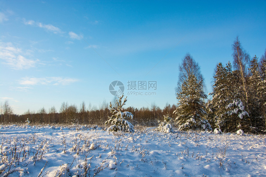 美丽的冬季风景在12月寒冷的一天有雪覆盖树木天空晴朗白色的木头冷若冰霜图片