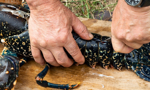 男人渔夫民在布列塔尼捕捞后切割了一条麦芽龙虾食物图片