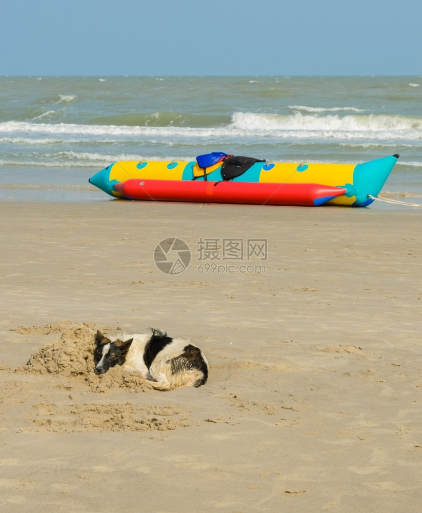 在沙滩上玩耍的狗图片