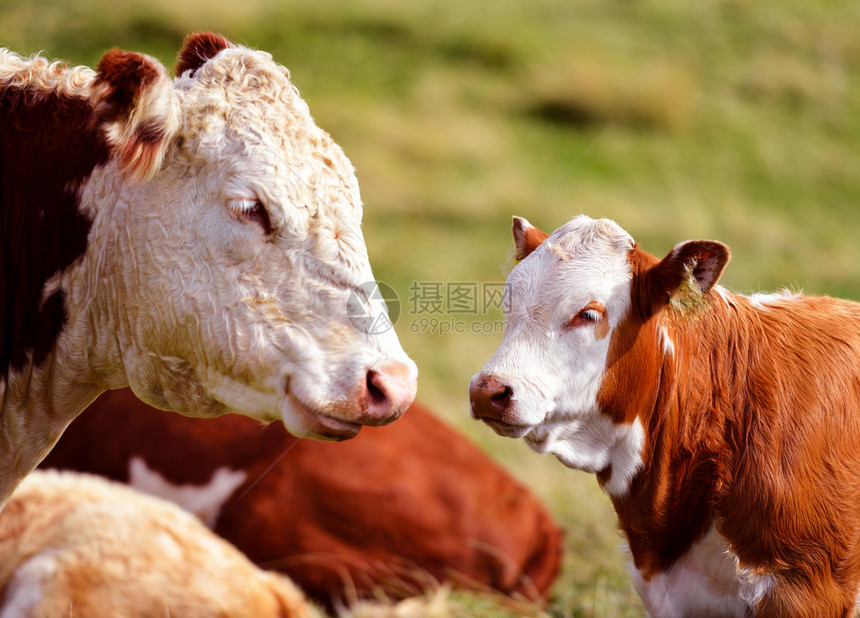 股票农业牛和小互相看对方畜牧业图片