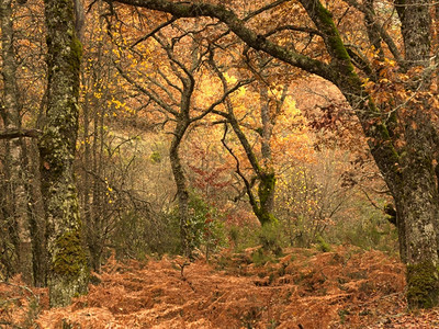 秋季森林风景图片