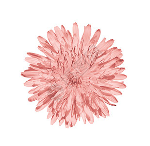 丹那利自然明亮的珊瑚花朵紧贴鲜头白背景的丹德利翁花朵紧闭白背景的丹迪利昂花朵绽放有色背景