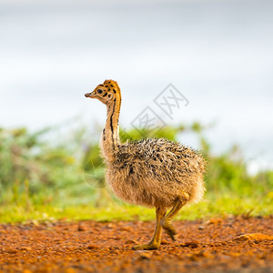 旅游动物景观在南非角半岛好希望CapeOfide的青毛小婴儿食鸟妞图片