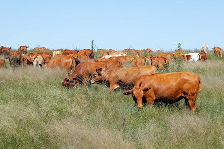 哺乳动物南非一个农村场草地上自由放牧牛群农区南非免费范围草原图片