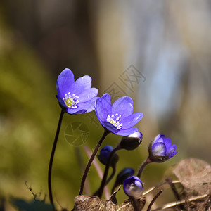 野花肝户外蓝天葵刚开始在森林地上的阳光中盛开图片