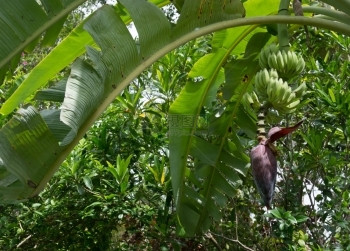 交通南部省花园树上新鲜香蕉斯里兰卡南部省花园亚洲南方异国情调图片
