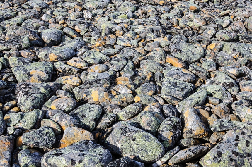 地面碎石粗糙的苔原中覆盖着地环的灰色卵石图片
