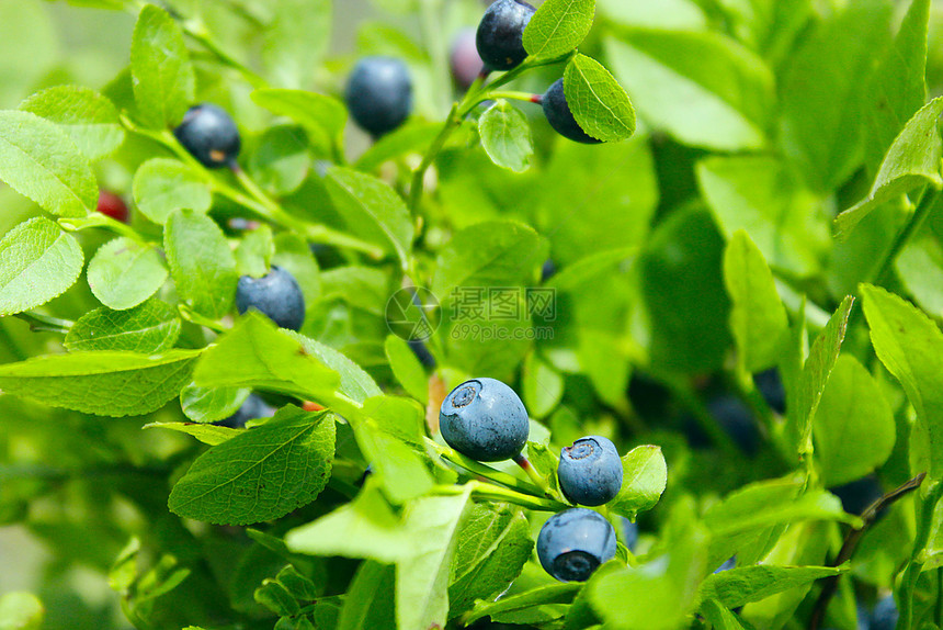 树枝上的蓝莓图片