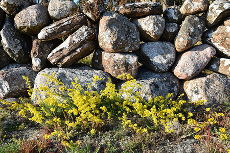 加比阳光照射日黄色的床草花朵紧贴在一堵旧石墙上颜色图片