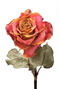 衰变植物群单干玫瑰白色背景的单干玫瑰孤立死的图片