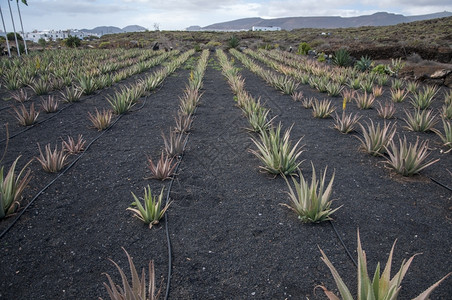 土地收集产品的Aloevera种植园兰萨罗特岛有机的图片