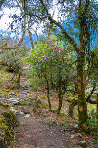春天景观美丽的尼泊尔春日Rhododendentron森林的景象山丘图片