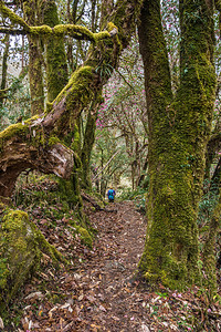 安纳普尔花尼泊春日Rhododendentron森林的景象山丘美丽图片