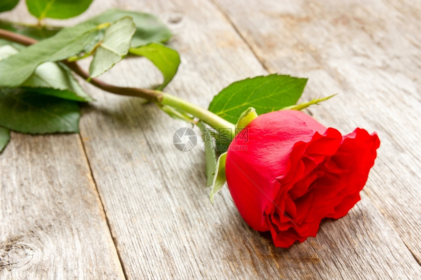 美丽浪漫红玫瑰的旧木本底浪漫图片