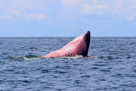 泰国湾的Brydersquos鲸或Edenrsquos鲸或者海洋图片