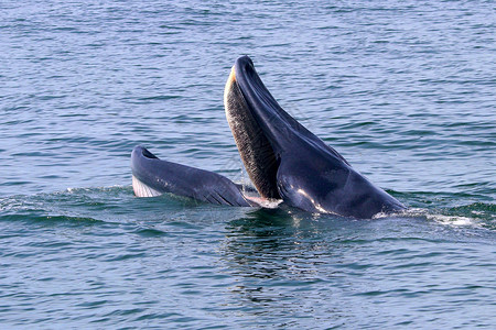 蓝色鲸梦插画鱼野生动物泰国湾的Brydersquos鲸或Edenrsquos鲸荒野背景