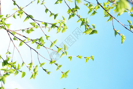 和平自然树枝的叶子开花与云彩的蓝天对立干净的图片