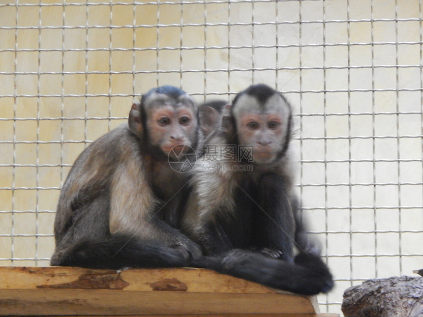 哺乳动物猴子图片