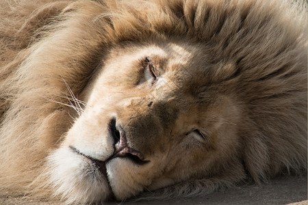 熟睡的雄狮图片