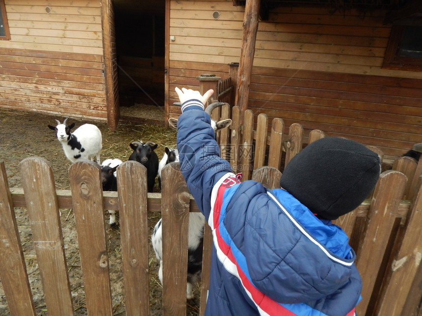 乡村的山羊在户外喂养坐木制的图片