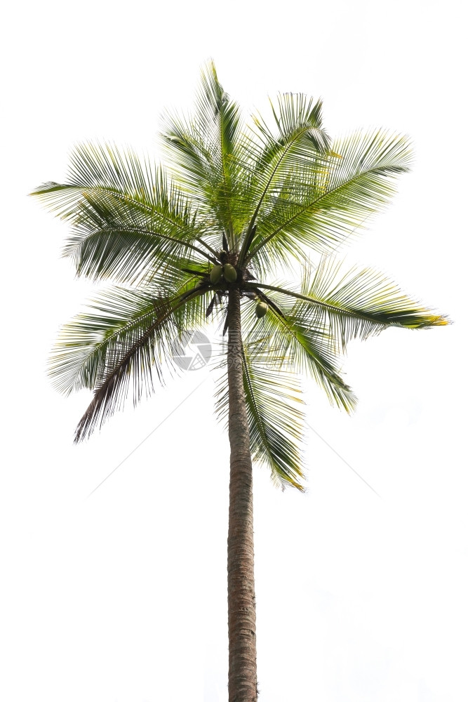 自然新鲜的斯里兰卡南部白省孤立的椰子棕榈斯里兰卡亚洲树图片