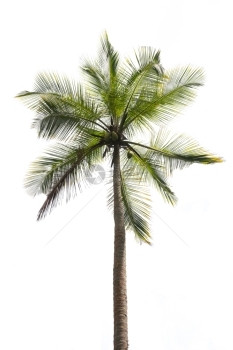 树叶新鲜的斯里兰卡南部白省孤立的椰子棕榈斯里兰卡亚洲图片