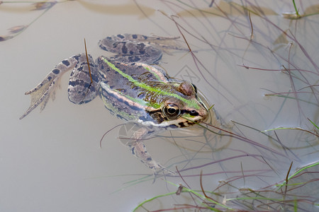 沼泽动物绿青蛙头长满水的池塘中马灌青蛙两栖动物图片