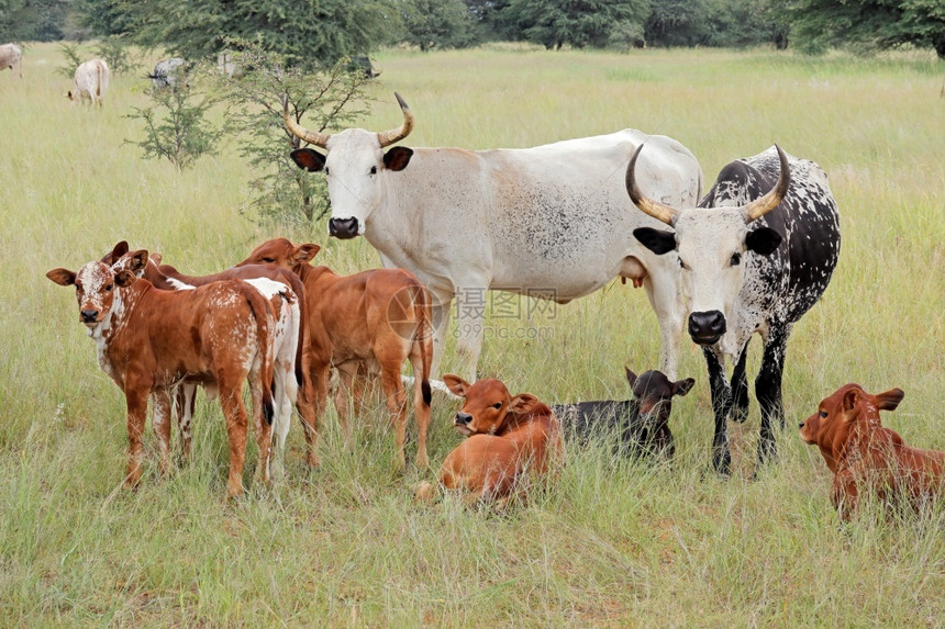 南非一个农村场草地上带小牛群的自由牧场南非哺乳动物家畜放牧图片