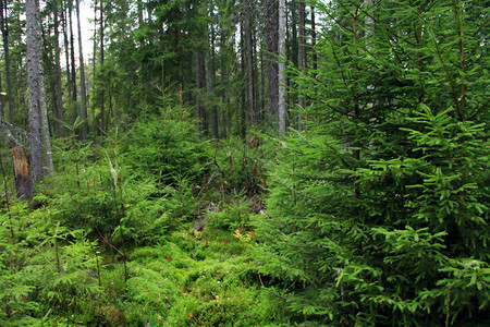 长满毛皮树的绿色森林茂密的森林高的毛皮树和灌木丛美丽的季节头图片