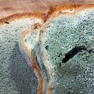 绿色和白斑的发霉面包其成芽迅速生长危险健康棕色的图片