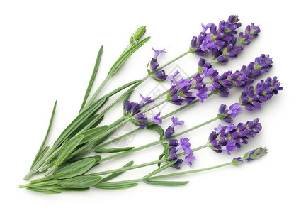 草本植物芳香疗法多于白色背景上隔绝的紫色花朵顶端视图平面图片