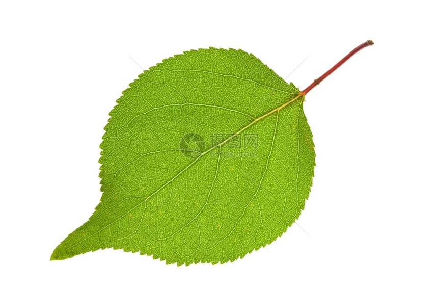 白纸上孤立的绿叶植物芳香目的图片