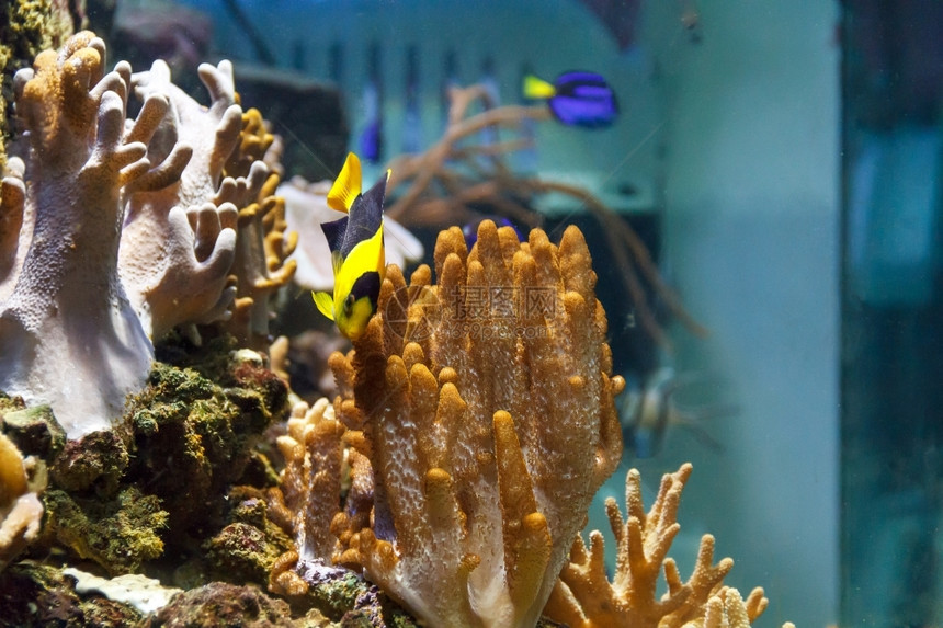 在水族馆游泳的一小只色彩多的马卡西迪达天使鱼自然海洋图片