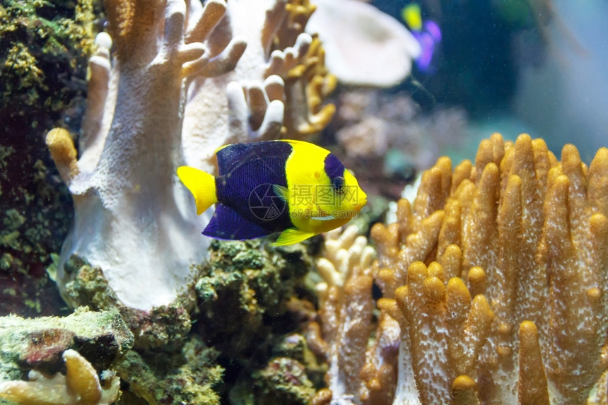 水平的生活毛齿科在水族馆游泳的一小只色彩多的马卡西迪达天使鱼图片