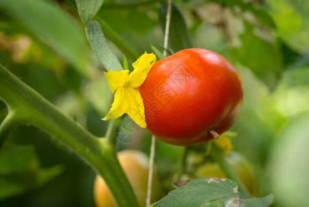 在温室中生长的有机番茄图片