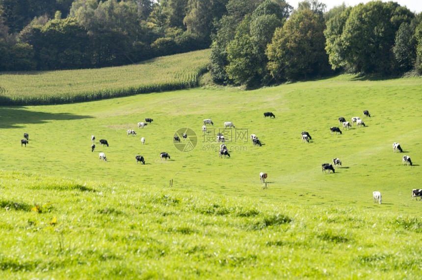 夏天在比利时山的绿草上放牧奶牛原步行图片