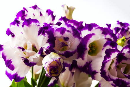 杵白紫色背景上的美丽白纯百合花图片
