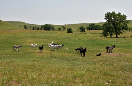 野驴平等草一群甜美的驴齐聚在山谷中图片