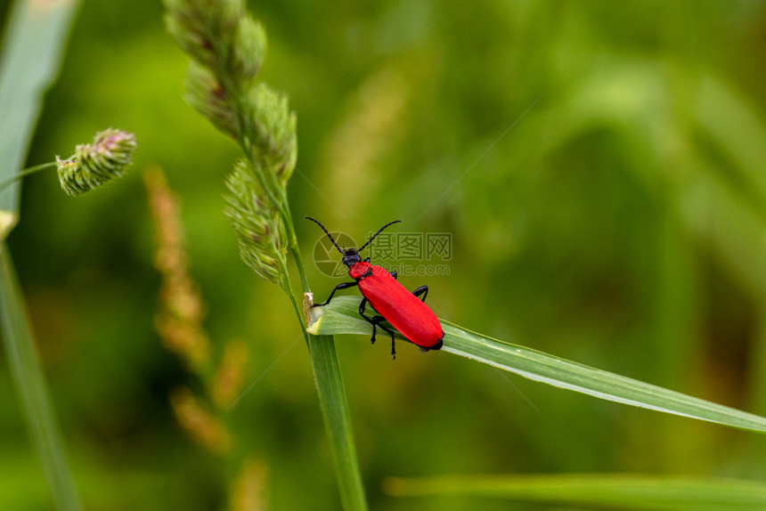 红色的地位草叶上火焰甲虫大型灾细节图片