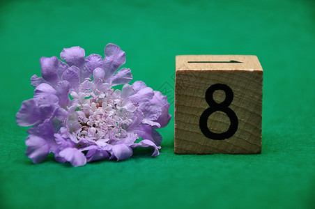 绽放花瓣自然八号绿色背景的紫花朵8号图片