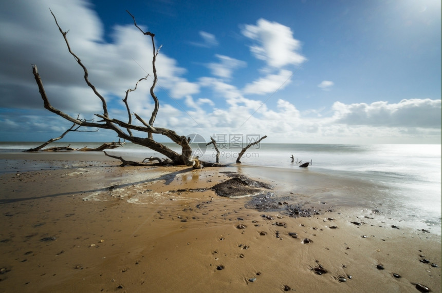 在苏福克的Southwolfold沙滩上几棵树沉入沙里鹅卵石白色的水图片