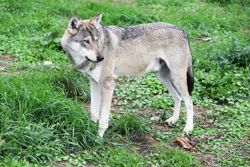 草大自然中的狼肉食动物犬类图片